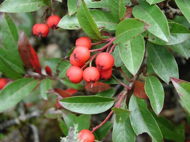 波葉紅果樹