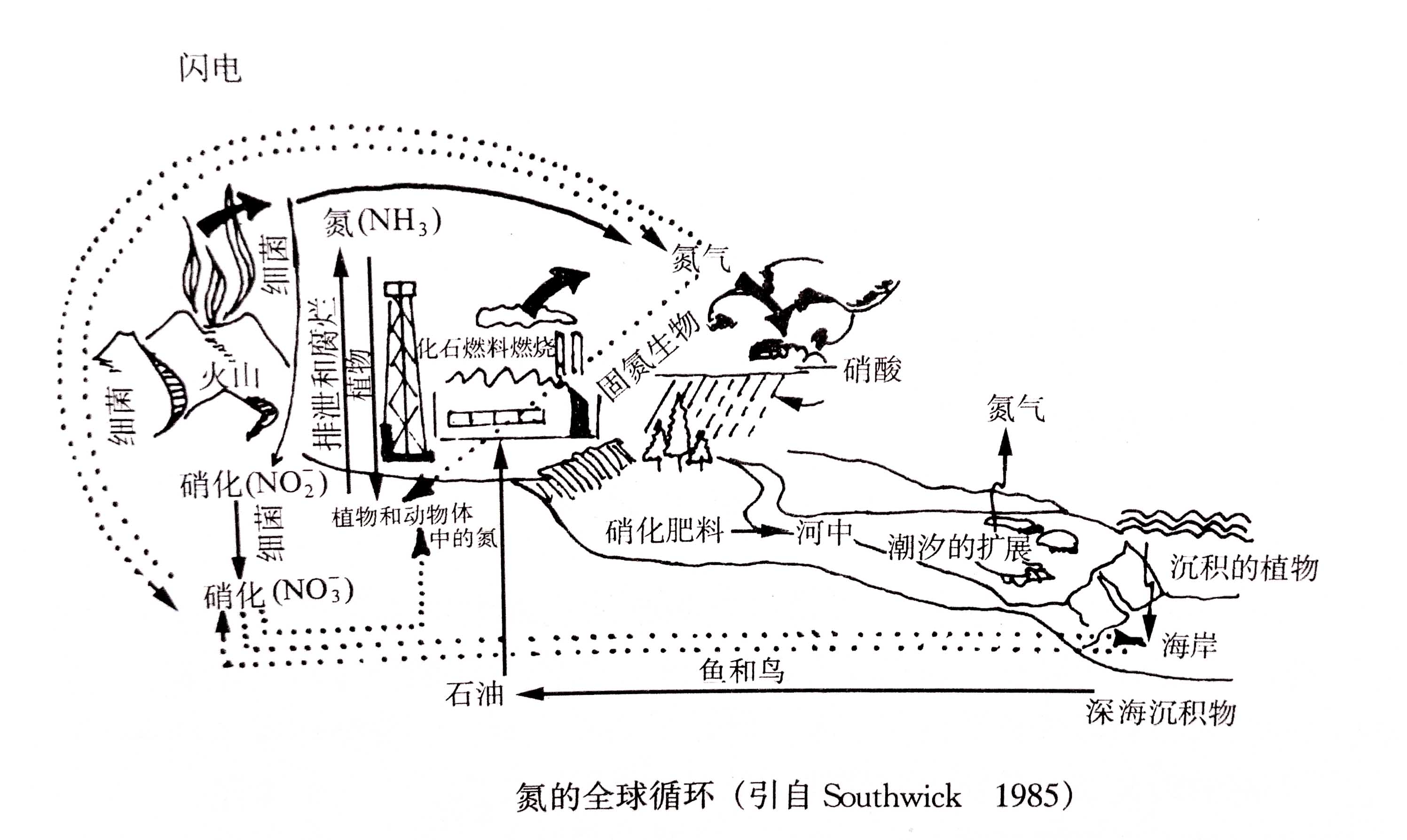 生態(tài)系統(tǒng)的物質(zhì)循環(huán)——氮、磷、硫循環(huán)