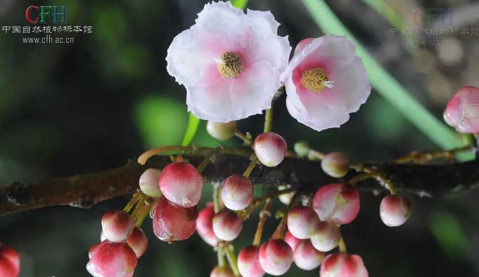 尼泊爾水東哥